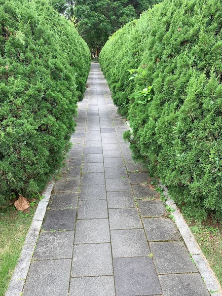 De tomma flaggstenar gångväg med barrträd buske runt i — Stockfoto