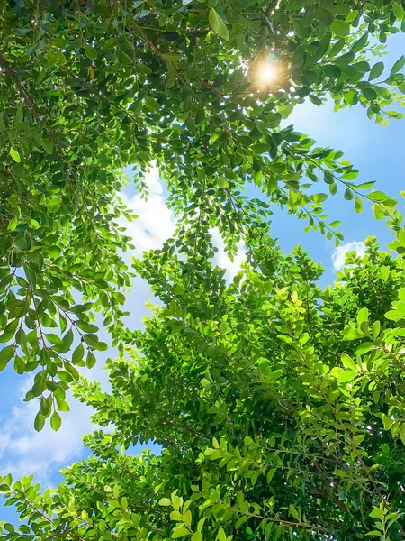 Hojas verdes bajo el sol — Foto de Stock