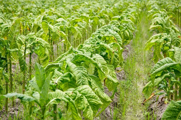 収穫前のタバコ畑で栽培されているタバコ葉の作物 福建省 — ストック写真