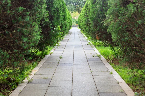 Empty Flagstones Sidewalk Coniferous Shrub Park Fuzhou Fujian China — Stock Photo, Image