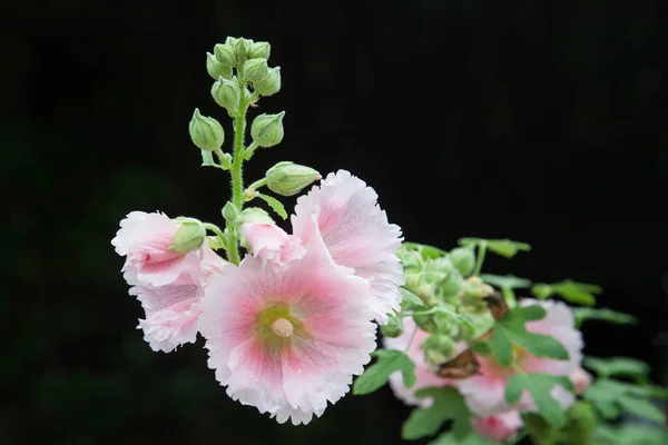 Les Fleurs Hollyhock Isolées Sur Fond Noir Dans Jardin — Photo