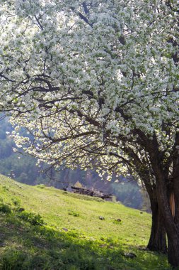 tam çiçekli elma ağaçları Güneşli bahar günü, yeşil çim,