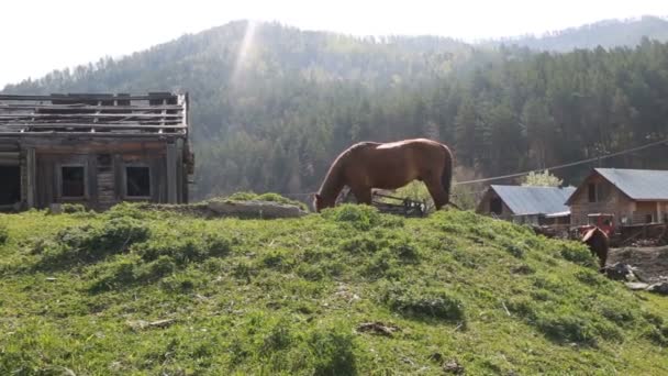 Hästar i gröna mountaon Village — Stockvideo