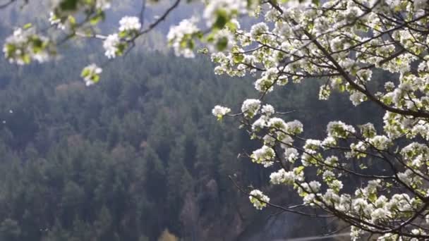 Manzanos en plena floración Soleado día de primavera, hierba verde , — Vídeos de Stock