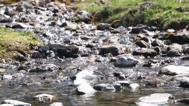 Весной ручей с ржавой альпенрозой в горах — стоковое видео