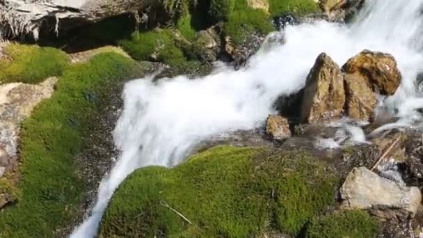 Arroyo con alpenrosa de hojas oxidadas en las montañas en primavera — Vídeo de stock