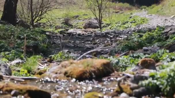 Arroyo con alpenrosa de hojas oxidadas en las montañas en primavera — Vídeos de Stock