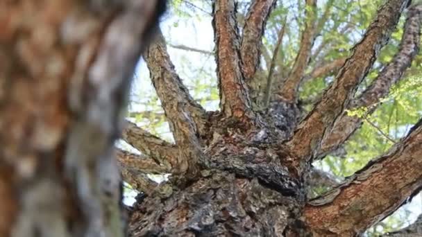 Korony modrzewia drzewa, widok z dołu — Wideo stockowe