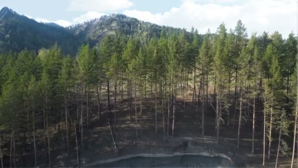 Schönes, landschaftlich reizvolles Baumpanorama in der Nähe der Klippe — Stockvideo