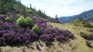 Rus sakura - Bagulnik Rhododendron, Ledum Daursky - kozalaklı ağaçların arka plan karşı