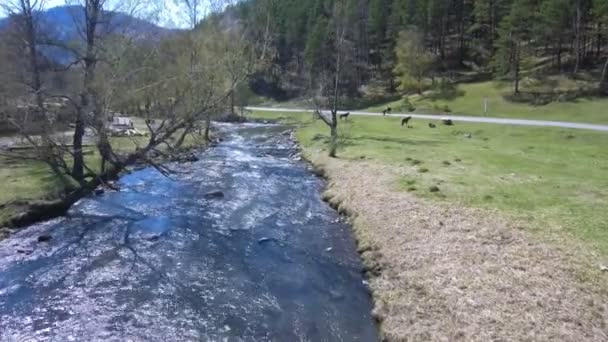 Creek com alpenrose enferrujada nas montanhas na primavera — Vídeo de Stock