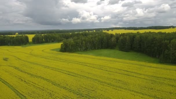 여름에 흐린 푸른 하늘과 녹색 목초지에 무리에서 소의 공중 보기 — 비디오