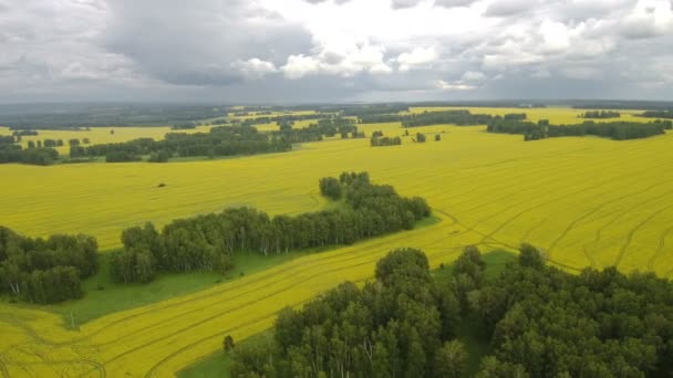 Aerial view of cows in a herd on a green pasture with cloudy blue sky in the summer — Stock Video