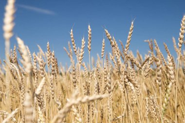 Sırtına alanındaki sivri günbatımı ışık eliyle dokundu buğday, izleyiciye bir adamla.