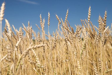 Sırtına alanındaki sivri günbatımı ışık eliyle dokundu buğday, izleyiciye bir adamla.