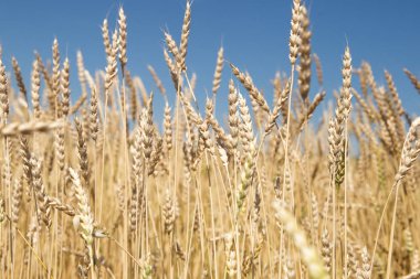 Sırtına alanındaki sivri günbatımı ışık eliyle dokundu buğday, izleyiciye bir adamla.