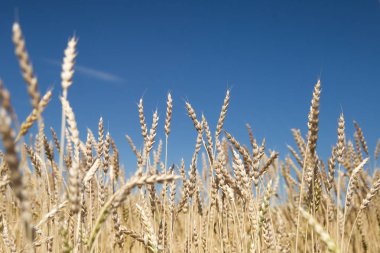 Sırtına alanındaki sivri günbatımı ışık eliyle dokundu buğday, izleyiciye bir adamla.