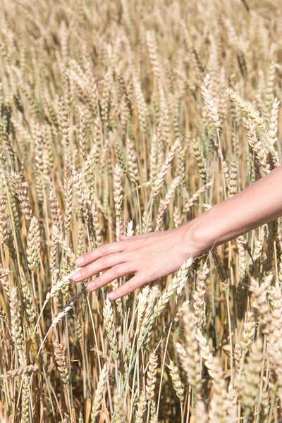 Un uomo con le spalle allo spettatore in un campo di grano toccato dalla mano di picchi nella luce del tramonto . Immagine Stock