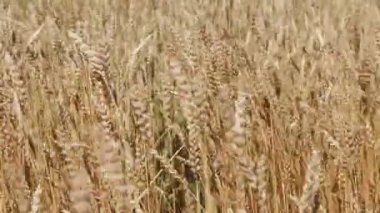 Sırtına alanındaki sivri günbatımı ışık eliyle dokundu buğday, izleyiciye bir adamla.