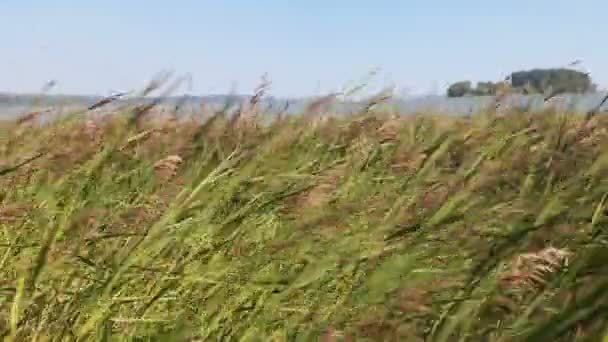 Γρασίδι με αμμόλοφους στην εθνική όχθη του Μίσιγκαν — Αρχείο Βίντεο