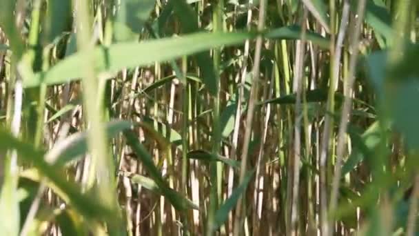 Dune Grass i Sleeping Bear Dunes National Lakeshore, Michigan — Stockvideo