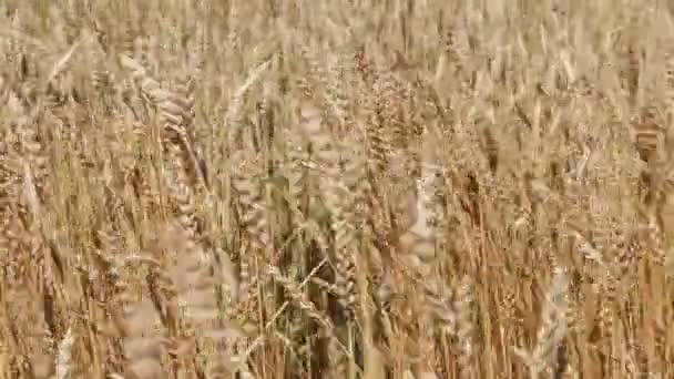 A man with his back to the viewer in a field of wheat touched by the hand of spikes in the sunset light. — Stock Video