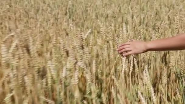 A man with his back to the viewer in a field of wheat touched by the hand of spikes in the sunset light. — Stock Video