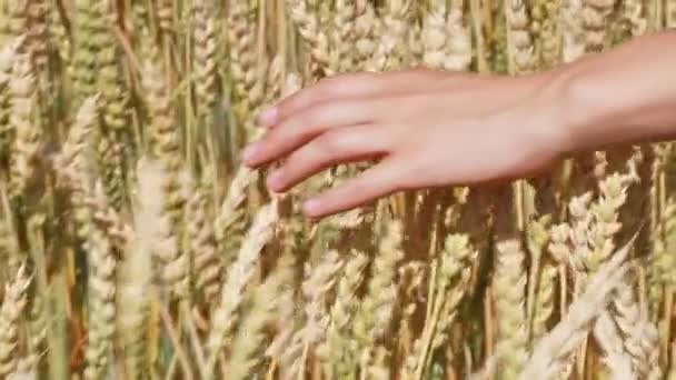 Um homem com as costas para o espectador em um campo de trigo tocado pela mão de picos na luz do pôr do sol . — Vídeo de Stock