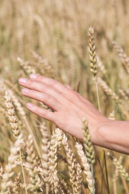 Sırtına alanındaki sivri günbatımı ışık eliyle dokundu buğday, izleyiciye bir adamla.