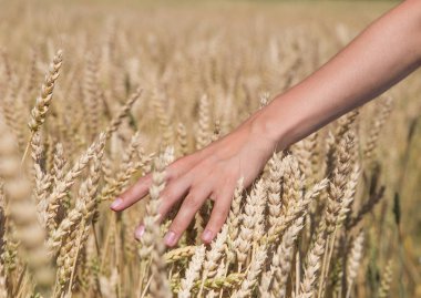 Sırtına alanındaki sivri günbatımı ışık eliyle dokundu buğday, izleyiciye bir adamla.
