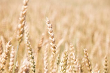 Sırtına alanındaki sivri günbatımı ışık eliyle dokundu buğday, izleyiciye bir adamla.