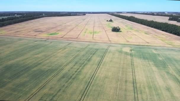 Imagen de fondo del campo de hierba exuberante — Vídeos de Stock