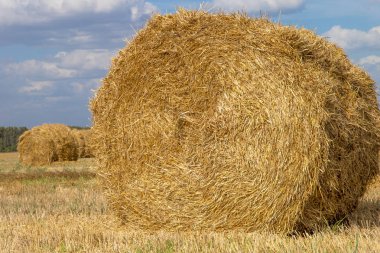 Saman balyalarıyla tarlanın üzerinde altın gün batımı