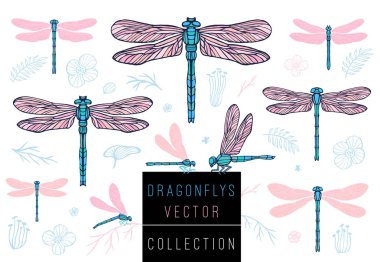 Set kroki tarzı toplama INSERT amblemi sembolleri yusufçuk kanatlar yusufçuk bahar çiçek çiçek yaprakları