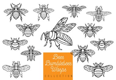 Honey bee bumblebees wasps set sketch style collection insert wings emblem symbols clipart