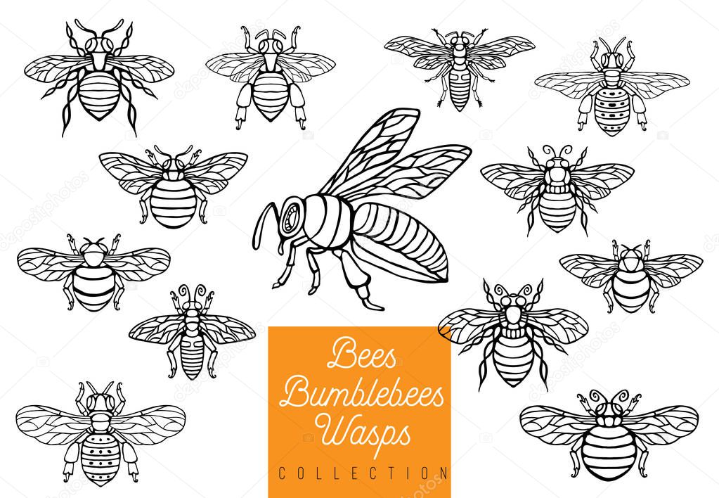 Honey bee bumblebees wasps set sketch style collection insert wings emblem symbols Hand drawn vector engraving illustration
