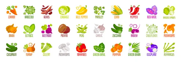 Stor uppsättning grönsaker nötter örter krydda krydda ikoner isolerade på vit bakgrund. Färgglada löv bokstäver. Koncept grafiskt vektorelement. — Stock vektor