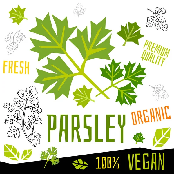 Petrezselyem ikon címke friss bio zöldség, zöldség dió gyógynövények fűszer fűszerkeverék színes grafikai tervezés vegán étel. Kézzel rajzolt vektorábrák. — Stock Vector
