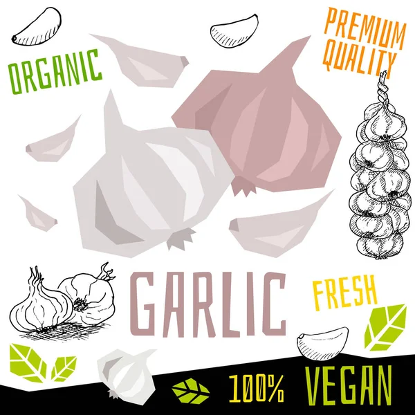 Fokhagyma ikon címke friss bio zöldség, zöldség dió gyógynövények fűszer fűszerkeverék színes grafikai tervezés vegán étel. Kézzel rajzolt vektorábrák. — Stock Vector
