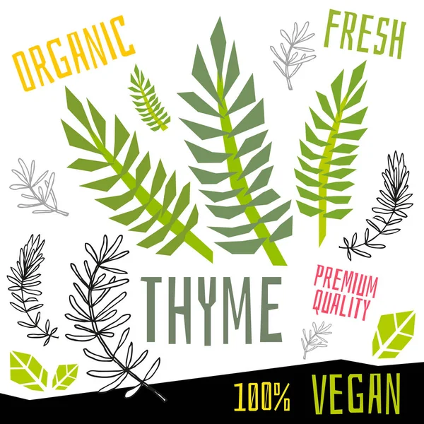 Thyme ikona štítek čerstvá organická zelenina, zelenina ořechy byliny koření barva grafika Design veganské jídlo. Ručně kreslené vektorové ilustrace. — Stockový vektor