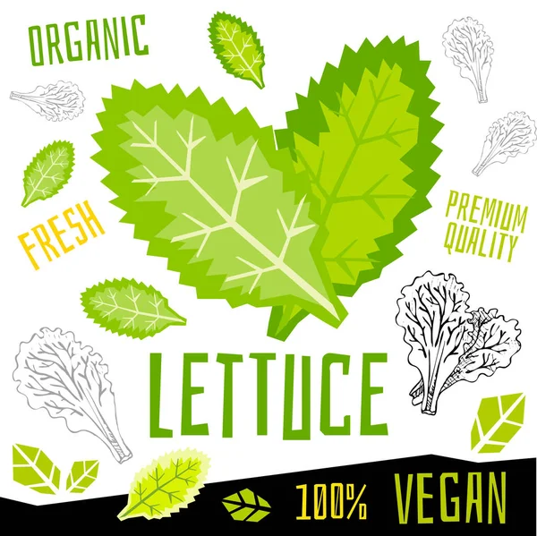 Lattuga icona etichetta verdura fresca biologica, verdure noci erbe spezie condimento colore grafica cibo vegan design. Illustrazioni vettoriali disegnate a mano . — Vettoriale Stock