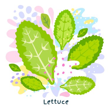 Taze yeşil marul sebze suyu sıçrama organik salata gıda sebze çeşni baharat soyut coloful splatter sıçrama arka plan vektör el çizilmiş çizimler