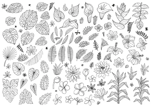 Conjunto de plantas tropicales abstractas, flores, hojas. Elementos aislados de diseño vectorial. Bosquejo de vida silvestre selva floral negra. Bosque tropical fondo blanco vector ilustración — Vector de stock