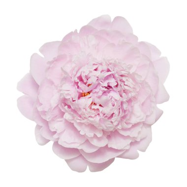 Şakayık çiçekleri beyaz arka plan üzerinde izole. Kırpma yolları tasarruf.