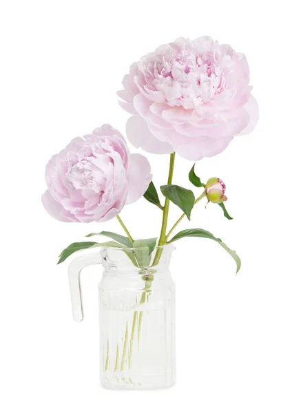 Pivoines Roses Fleurs Dans Vase Isolé Sur Fond Blanc — Photo