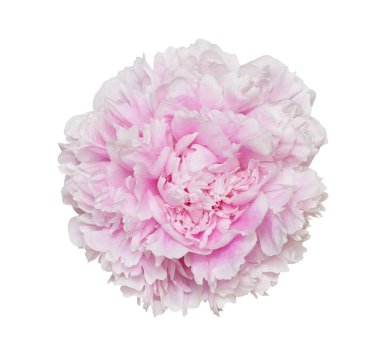 Şakayık çiçekleri beyaz arka plan üzerinde izole. Kırpma yolları tasarruf.