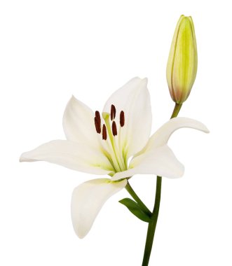 Beautifult lily çiçek beyaz arka plan üzerinde izole. Kırpma yolları tasarruf.