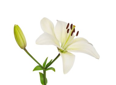 Beautifult lily çiçek beyaz arka plan üzerinde izole. Kırpma yolları tasarruf.