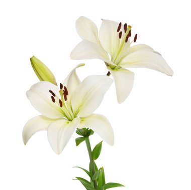 Beyaz arka plan üzerinde izole Beautifult lily çiçek.