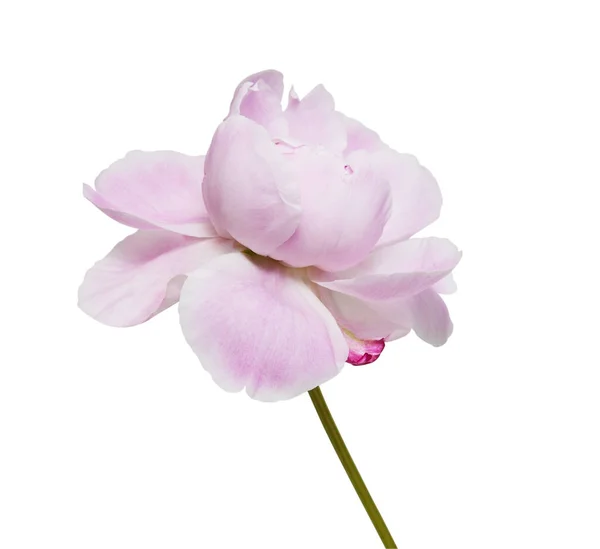 Pivoine Fleurs Isolées Sur Fond Blanc Sauvegarder Les Chemins Coupe — Photo